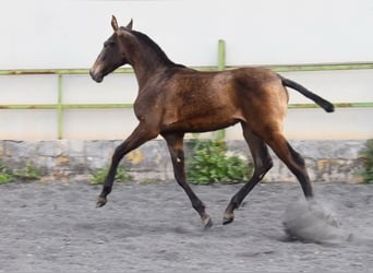 PRE, Mare, 2 years, 14,1 hh, Dun