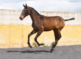PRE, Mare, 2 years, 14,1 hh, Dun