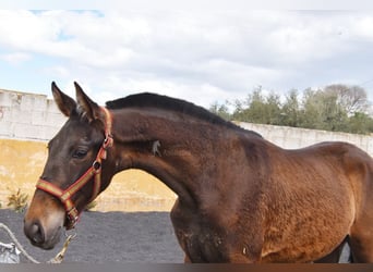 PRE, Mare, 2 years, 14,1 hh, Dun