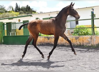 PRE, Mare, 2 years, 14,1 hh, Dun