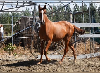 PRE, Mare, 2 years, 14,2 hh, Chestnut-Red
