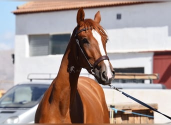PRE, Mare, 2 years, 14,2 hh, Chestnut-Red