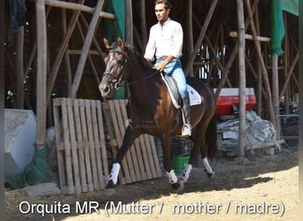 PRE, Mare, 2 years, 14,2 hh, Chestnut-Red