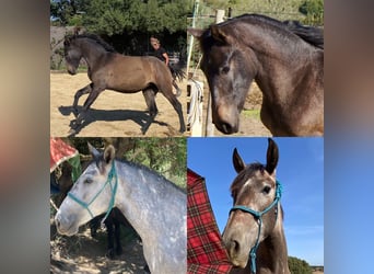PRE, Mare, 2 years, 14,2 hh, Grey