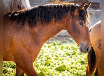 PRE, Mare, 2 years, 15,1 hh, Brown