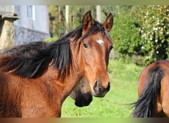 PRE, Mare, 2 years, 15,1 hh, Brown