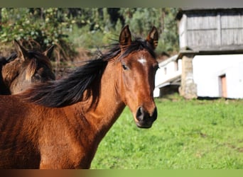 PRE, Mare, 2 years, 15,1 hh, Brown