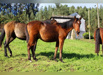 PRE, Mare, 2 years, 15,1 hh, Brown