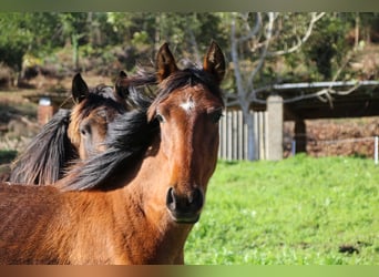 PRE, Mare, 2 years, 15,1 hh, Brown