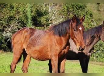 PRE, Mare, 2 years, 15,1 hh, Brown