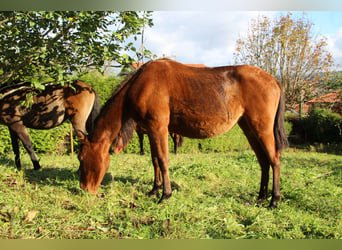 PRE, Mare, 2 years, 15,1 hh, Brown