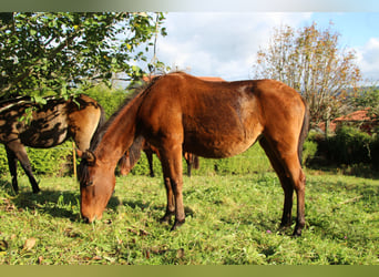 PRE, Mare, 2 years, 15,1 hh, Brown