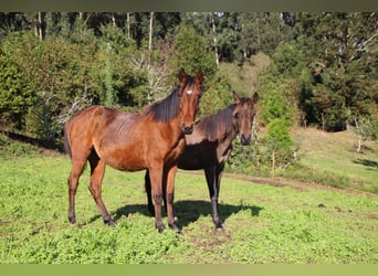 PRE, Mare, 2 years, 15,1 hh, Brown