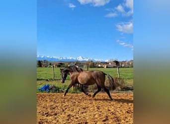 PRE Mix, Mare, 2 years, 15.1 hh, Brown Falb mold