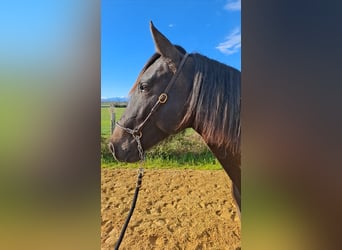 PRE Mix, Mare, 2 years, 15.1 hh, Brown Falb mold