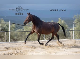 PRE, Mare, 2 years, 15.1 hh, Brown-Light