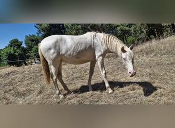 PRE Mix, Mare, 2 years, 15.1 hh, Perlino