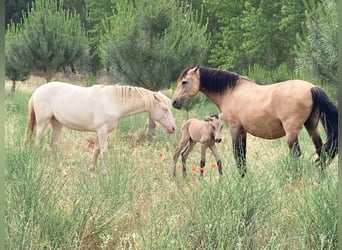 PRE Mix, Mare, 2 years, 15.1 hh, Perlino