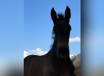 PRE, Mare, 2 years, 15,2 hh, Bay-Dark