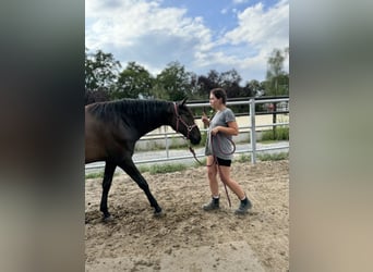 PRE, Mare, 2 years, 15,2 hh, Bay-Dark