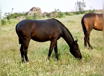 PRE Mix, Mare, 2 years, 15.2 hh, Black