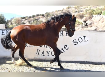 PRE, Stute, 2 Jahre, 15,2 hh, Brauner