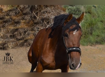 PRE, Stute, 2 Jahre, 15,2 hh, Brauner