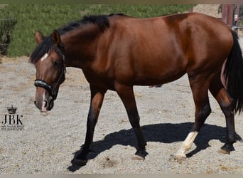 PRE, Stute, 2 Jahre, 15,2 hh, Brauner