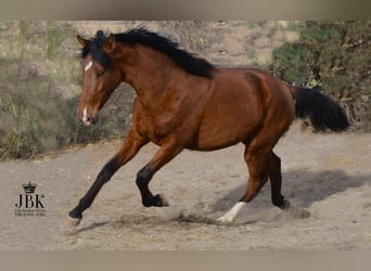 PRE Mix, Mare, 2 years, 15.2 hh, Brown