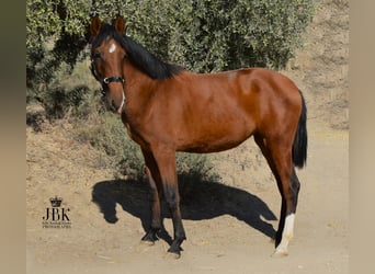 PRE Mix, Mare, 2 years, 15.2 hh, Brown