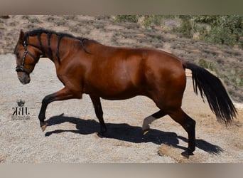 PRE, Stute, 2 Jahre, 15,2 hh, Brauner