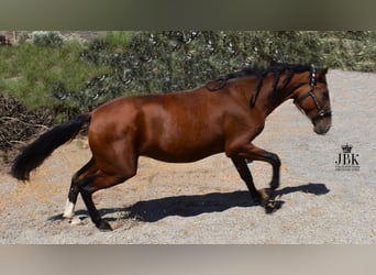 PRE, Stute, 2 Jahre, 15,2 hh, Brauner