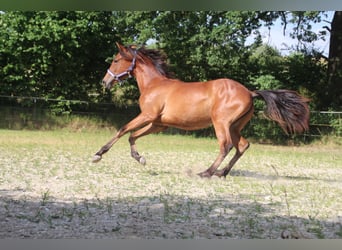 PRE, Mare, 2 years, 15.2 hh, Brown