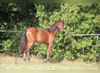 PRE, Mare, 2 years, 15.2 hh, Brown