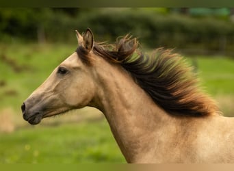 PRE, Mare, 2 years, 15.2 hh, Buckskin