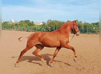 PRE Mix, Mare, 2 years, 15.2 hh, Chestnut-Red