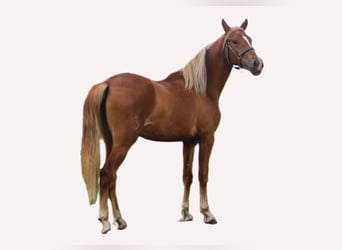 PRE, Mare, 2 years, 15,2 hh, Chestnut-Red