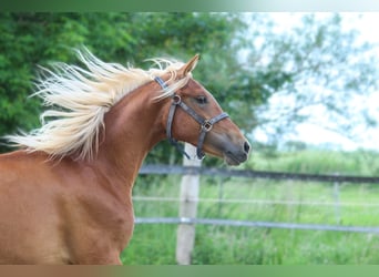 PRE, Mare, 2 years, 15,2 hh, Chestnut-Red