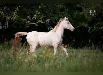 PRE, Mare, 2 years, 15.2 hh, Cremello