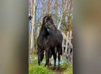 PRE, Mare, 2 years, 15,2 hh, Gray-Dark-Tan