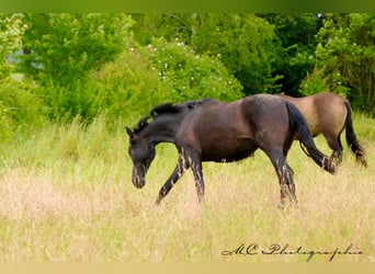 PRE, Mare, 2 years, 15.2 hh, Gray-Dark-Tan