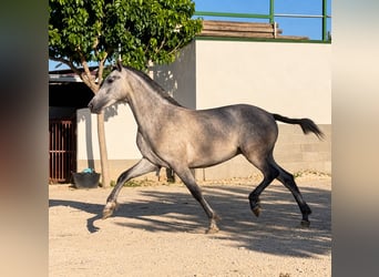 PRE Mix, Mare, 2 years, 15.2 hh, Grey-Dapple