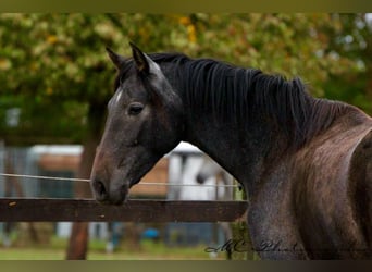 PRE, Mare, 2 years, 15.2 hh, Grey-Dark-Tan