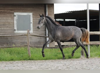 PRE Mix, Mare, 2 years, 15.2 hh, Grey