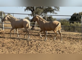 PRE Mix, Mare, 2 years, 15.2 hh, Palomino