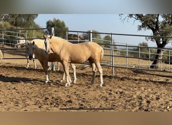 PRE Mix, Mare, 2 years, 15.2 hh, Palomino