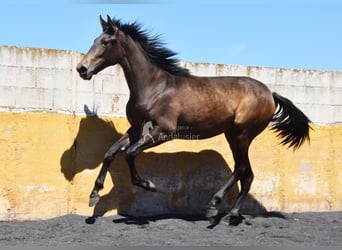 PRE, Mare, 2 years, 15.3 hh, Dun
