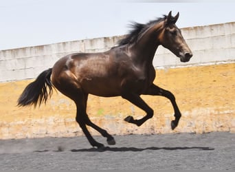 PRE, Mare, 2 years, 15.3 hh, Dun