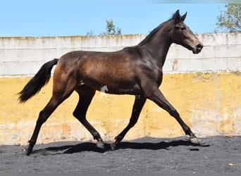 PRE, Mare, 2 years, 15.3 hh, Dun