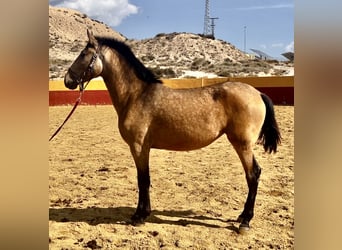 PRE, Mare, 2 years, 15.3 hh, Dun